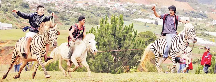 Đua Ngựa Không Yên Trên Cao Nguyên Lang Biang | Báo Nhân Dân ...