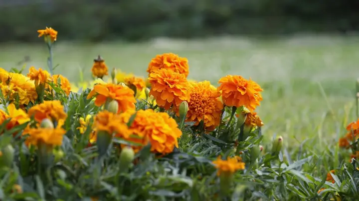 Ý Nghĩa Của Hoa Vạn Thọ Trong Văn Hóa Cúng Bái Người Việt