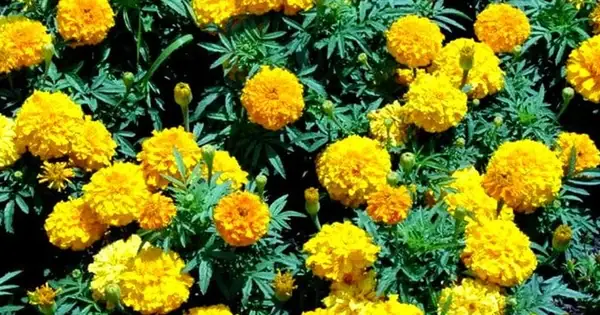 Ý Nghĩa Của Hoa Vạn Thọ Trong Văn Hóa Cúng Bái Người Việt