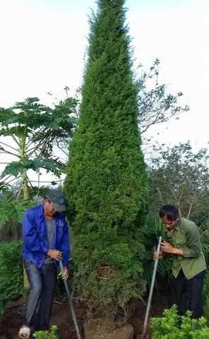 Cung Cấp Cây Tùng Tháp (tùng Kim, Tùng Cối) Cực Đẹp, Cực Nhiều ...