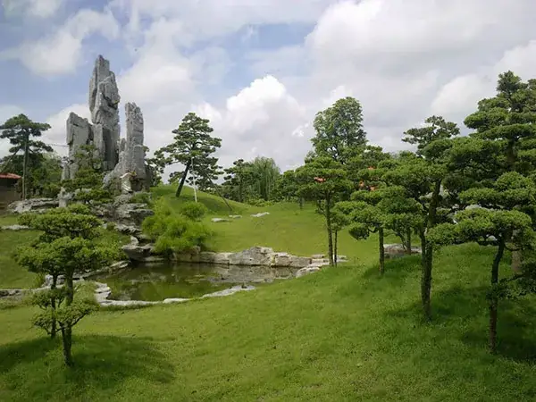 Cây Tùng Búp Hay Duyên Tùng, Tùng Cối ⋆ Hoa Viên Cây Cảnh