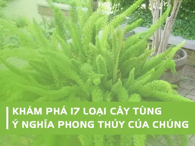 Khám Phá 17 Loại Cây Tùng Và Ý Nghĩa Của Chúng