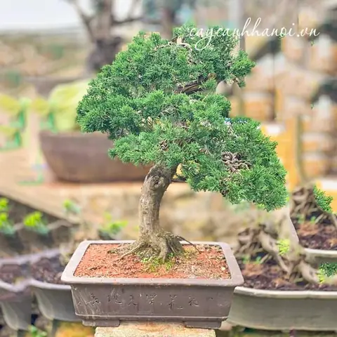 Cây Tùng Cối (duyên Tùng)