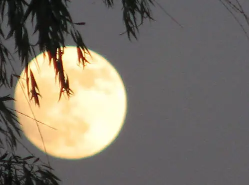 Cúng Chay Ngày Rằm