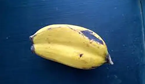 Cúng Chuối Sinh Đôi: Ý Nghĩa, Cách Chuẩn Bị Và Những Điều Cần Biết