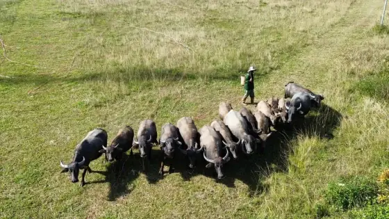 Ý Nghĩa Và Cách Nấu Canh Khổ Qua Dồn Thịt Cúng Ông Bà Ngày Tết