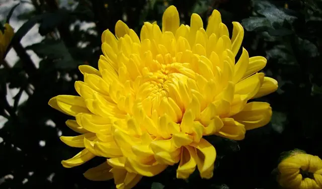 Các Loại Hoa Dùng Để Thờ Cúng: 8 Loại Hoa Chưng Bàn Thờ ...