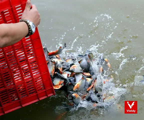 Văn Khấn Phóng Sinh Đơn Giản Đúng Và Đủ 2026