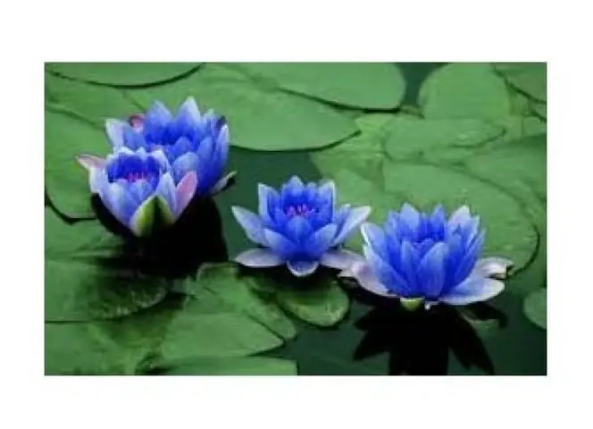 Giả Sử Cúng Dường Hằng Sa Thánh, Chẳng Bằng Kiên Dũng Cầu ...