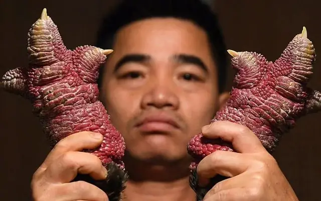 Cẩm Nang Chọn Gà Đông Tảo Cúng Tết: Tiêu Chí Và Cách Phân Biệt Chuẩn Nhất