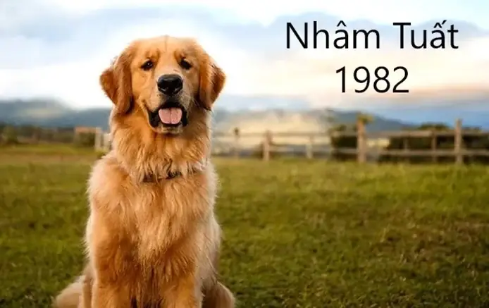 Tuổi Nhâm Tuất 1982 Nên Làm Gì Để Hóa Giải Xui Xẻo Khi Sao Xấu ...