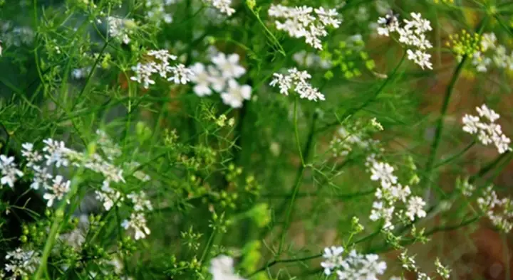 Cẩm Nang Chuẩn Bị Mâm Cúng Giao Thừa Tết Nguyên Đán Giáp Thìn 2025