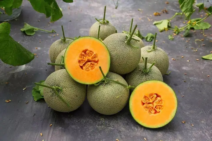 Cách Trồng Dưa Lưới Bội Thu Đủ Sức Cung Cấp Thị Trường Hè - Inabata