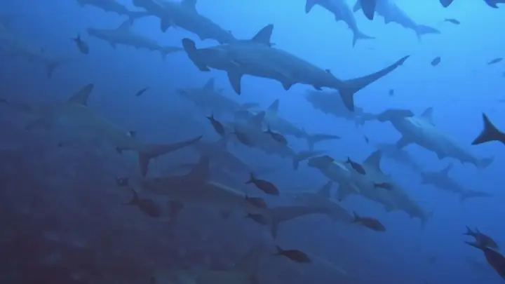 Khách Việt May Mắn Gặp Cả Đàn Cá Mập Đầu Búa Khi Lặn Ở Malaysia