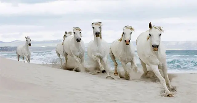 Những Con Ngựa Nổi Tiếng Trong Lịch Sử Việt Nam - Khoahoc.tv