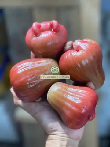 Cây Giống Mận Hồng St Bao Đúng Giống - Cây Nuôi Cứng