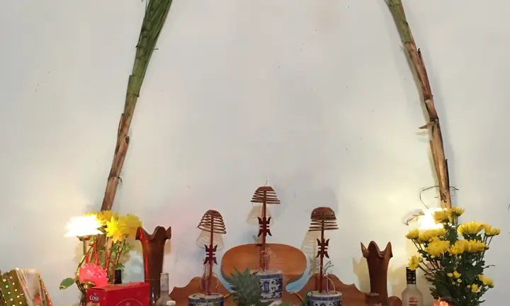 Ý Nghĩa Cây Mía Trong Phong Tục Cúng Bái Ngày Tết Của Người Việt