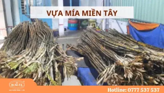 Vựa Mía Miền Tây - Nơi Cung Cấp Mía Giá Sỉ Tốt Nhất
