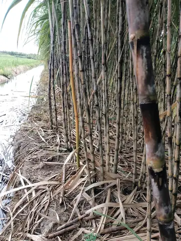 Vựa Mía Giá Sỉ – Nguồn Mía Sạch Miền Tây, Giá Cạnh Tranh Cho Đại Lý