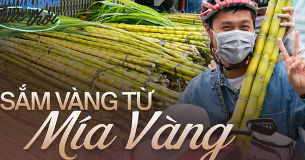Kiếm Hàng Chục Triệu Chưa Đầy 24 Giờ Nhờ Phong Tục Mua Mía Vàng ...