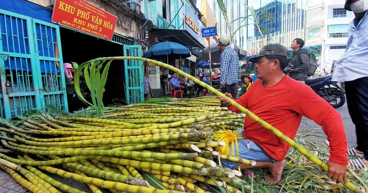 Dân Tp.hcm Lựa Từng Cây Mía Vàng Cúng Ngọc Hoàng Mong Gia ...