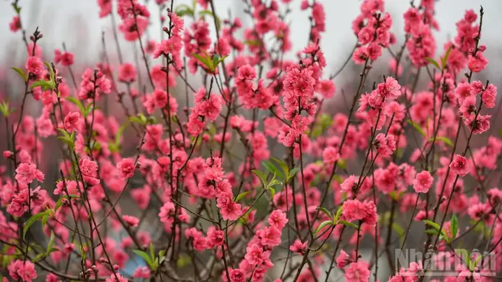 Bộ Nội Vụ Thông Báo Về Việc Nghỉ Tết Âm Lịch, Nghỉ Lễ Quốc Khánh ...