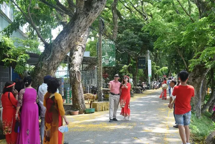 Quảng Nam: Lễ Hội "tam Kỳ - Mùa Hoa Sưa Năm 2025"