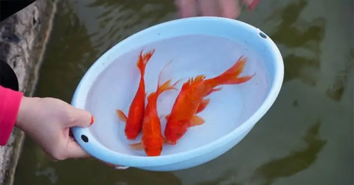 Cúng Ông Táo Mấy Con Cá Chép? Giải Đáp Chi Tiết Từ Truyền Thuyết Đến Thực Tế