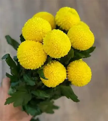 Cẩm Nang Chuẩn Bị Hoa Cúng Ông Táo: Gợi Ý 7 Loài Hoa Phù Hợp Nhất