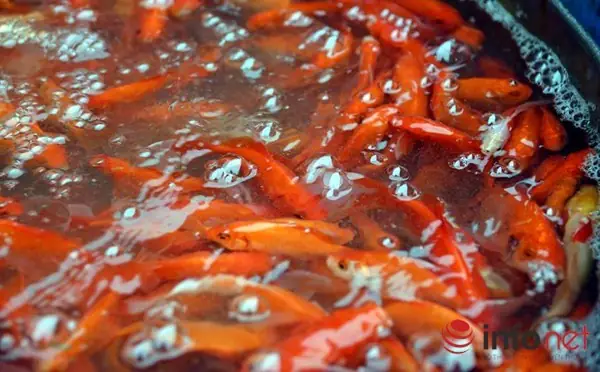 Cúng Ông Táo Về Trời: Cẩm Nang Toàn Tập Về Nghi Lễ, Mâm Cỗ Và Văn Khấn Chuẩn Truyền Thống