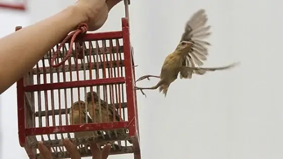 Cúng Phóng Sinh Cho Người Mới Mất: Ý Nghĩa, Nghi Thức Và Những Điều Cần Biết