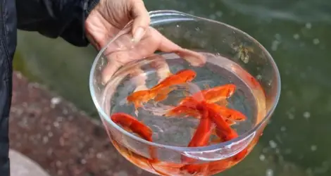 Ngày Tiễn 23 Tháng Chạp, Tìm Hiểu Ngày Đón Ông Công, Ông Táo Về ...