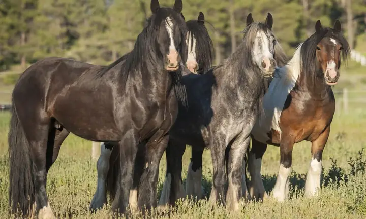 Tuổi Nhâm Ngọ 2002 Nên Làm Gì Để Hóa Giải Xui Xẻo Khi Sao Xấu ...