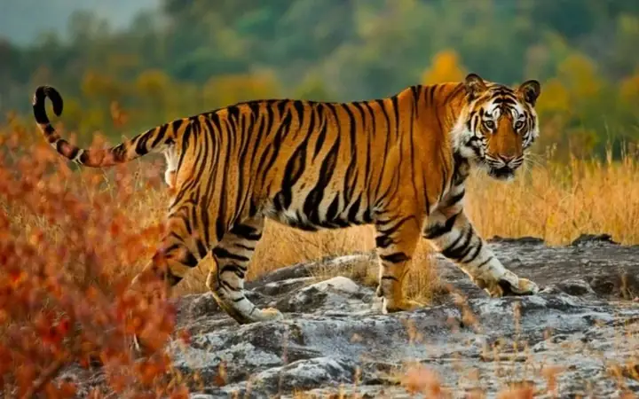 Nữ Mạng Tuổi Giáp Dần 1974 Xây Nhà Năm 2026 Có Tốt Không?