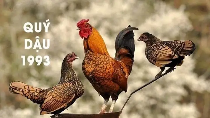 Tuổi Quý Dậu 1993 Có Gặp Hạn Kim Lâu, Hoang Ốc, Tam Tai Trong ...