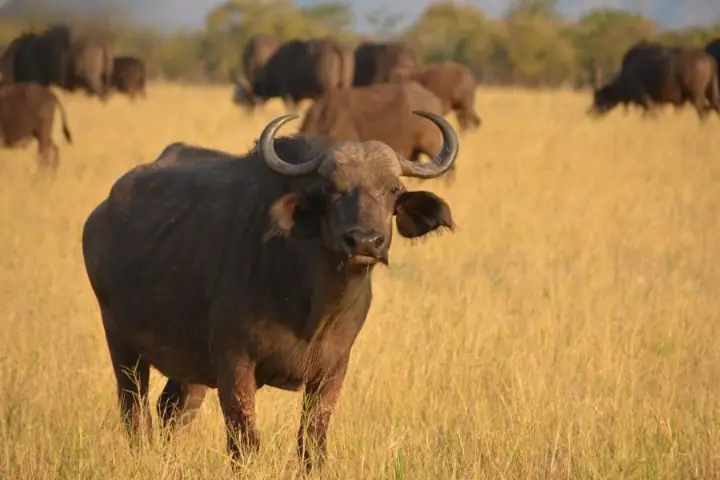 Cúng Tam Tai Tuổi Sửu 1997: Những Điều Cần Biết Để Tránh Hại