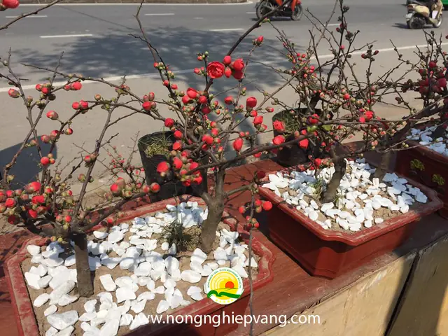 Cung Cấp Hoa Mai Đỏ Tết 2020 - Chất Lượng Cao | Lh: 0981 486 983