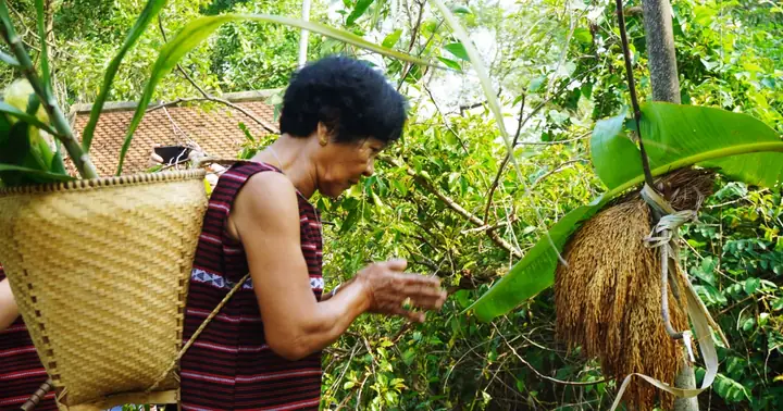 Tái Hiện Lễ Hội Cúng Thần Lúa (sayangva) Của Dân Tộc Chơ Ro ...