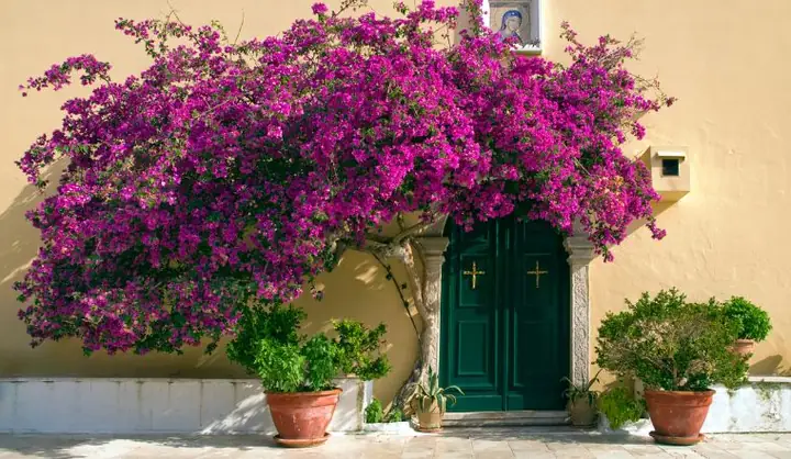 Cách Chăm Sóc Hoa Giấy Tết Ra Hoa Đúng Dịp Đẹp Mắt