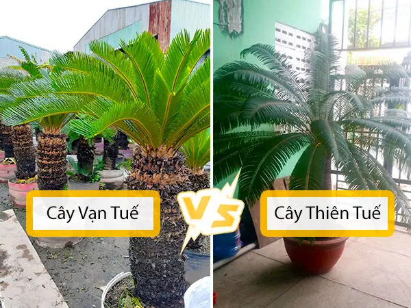 Cây Thiên Tuế, Cây Vạn Tuế Phân Biệt Như Thế Nào? • Sài Gòn Hoa