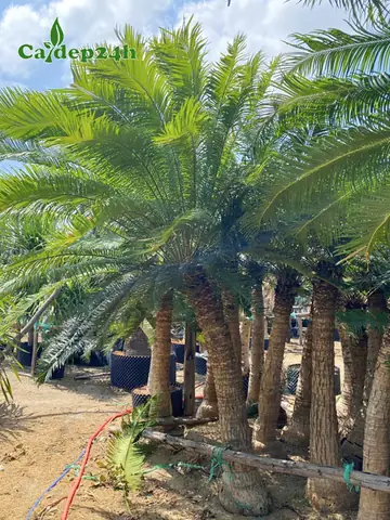 Bán Cây Thiên Tuế Lâu Năm, Dáng Đẹp, Báo Giá Tốt Toàn Quốc