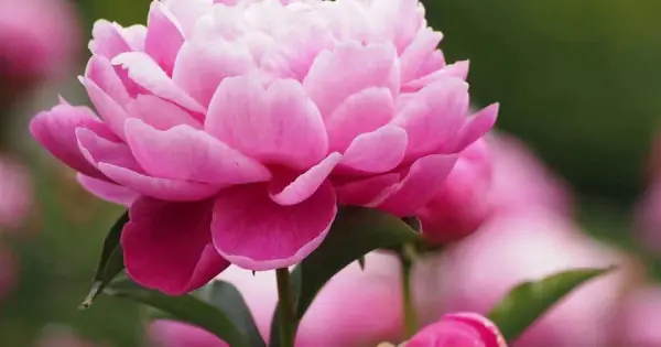 Nên Cắm Hoa Gì Trên Bàn Thờ Thổ Địa - Thần Tài Để Thu Hút Nhiều Tài ...