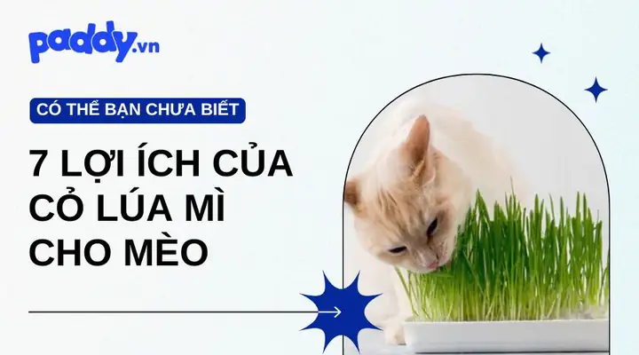 Lợi Ích Cỏ Lúa Mì Cho Mèo Bạn Không Nên Bỏ Qua - Paddy ...