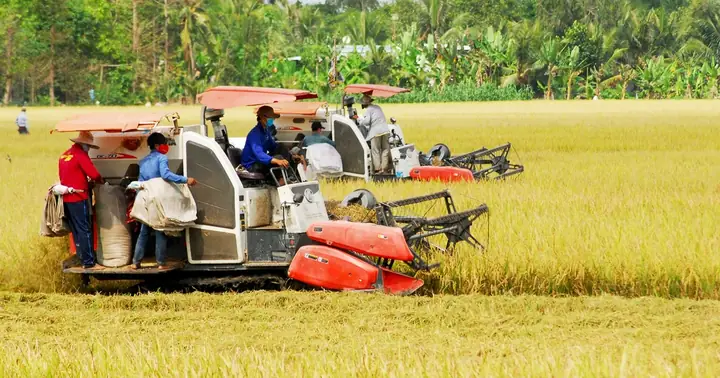 Cân Đối Cung-cầu Lúa Gạo Trước Diễn Biến Mới: Thủ Tướng Ban Hành ...