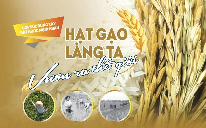 Hạt Gạo Làng Ta Vươn Ra Thế Giới
