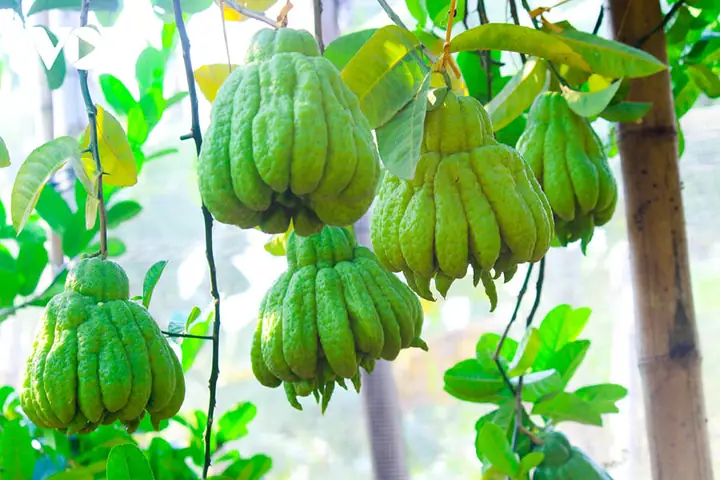 Cẩm Nang Lễ Cúng Tổ Nghề Spa: Ngày Giỗ, Mâm Ngũ Quả Và Văn Khấn Chi Tiết