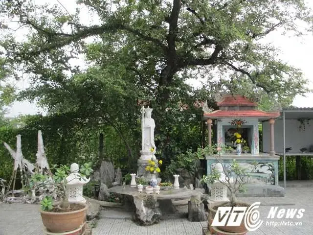 Chuyện Cây Táo Linh Thiêng Rỗng Gốc 100 Tuổi Trong Chùa Cổ