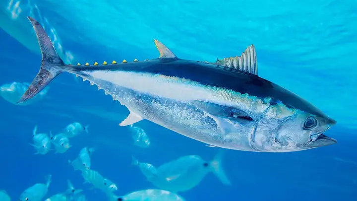 Nên Chọn Trứng Gà Hay Trứng Vịt Trong Bộ Tam Sên Cúng Thần Tài?