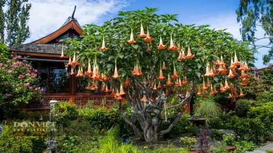 Cúng Xá Tội Vong Nhân: Thời Gian Tốt Nhất Và Những Điều Cần Biết