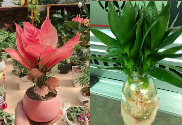 Loại Cây Có Ý Nghĩa Phát Tài, Nhà Nào Cũng Nên Có 1 Cây Trên Bàn ...